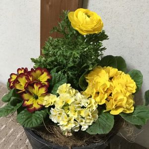 寄せ植え,黄色,玄関アプローチの画像