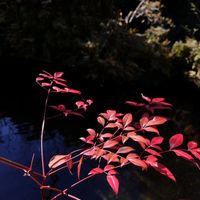 ナンテン,葉の紅葉,山野草,真っ赤に紅葉,癒されての画像