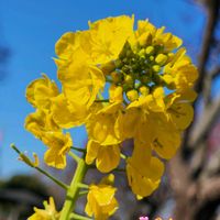 菜の花,ナノハナ,山野草,花の金曜日,金曜日の蕾たちの画像