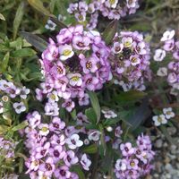 スイートアリッサム ,散歩,花壇,花のある暮らしの画像