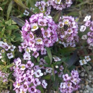 スイートアリッサム ,散歩,花壇,花のある暮らしの画像