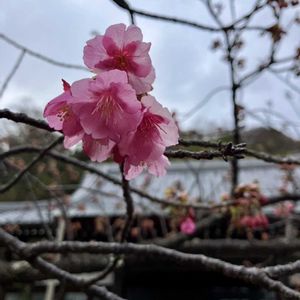 土肥桜,癒し,꒰ღ˘◡˘ற꒱かわゅ~,早咲きの桜,心落ち着くの画像