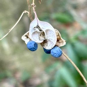 ノササゲ,ノササゲの豆果,ノササゲの種子,山野草,お出かけ先の画像