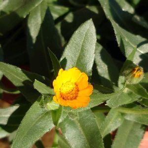 ガーデニング,今日のお花,本日の富士山,玄関アプローチの画像