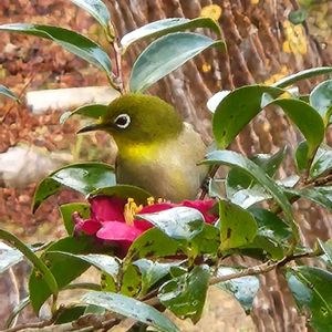 タチカンツバキ,タチカンツバキ,タチカンツバキ,タチカンツバキ,メジロさんの画像