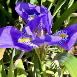 寒咲菖蒲（かんざきあやめ）,寒咲菖蒲（かんざきあやめ）,多年草,小さな花壇,散歩中の画像