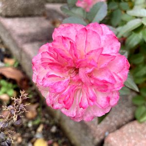 ミニバラ,観葉植物,癒し,ピンクの花,グリーンのある暮らしの画像