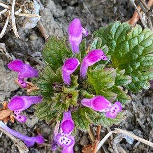 ホトケノザ,花のある暮らし,緑のある暮らし,チーム長野,太陽がくれた季節aの画像