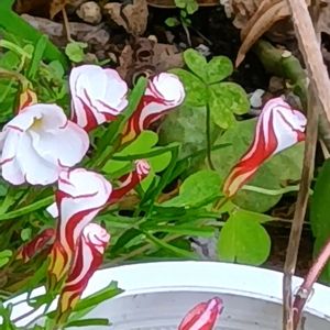 鉢植え,花のある暮らし,オキザリス パーシカラー,おうち園芸の画像