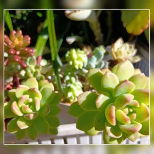 寄せ植え,多肉植物,多肉大好き,かわいいな♡,花のある暮らしの画像