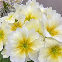 プリムラ,今日の１枚,花のあるくらし,お出かけ先の画像