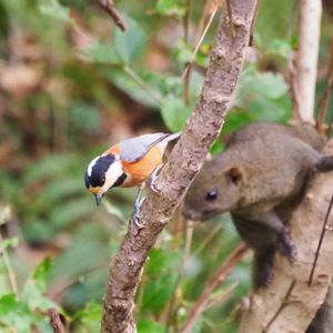 伊予柑,ナチュラルガーデン,田舎暮らし,花のある暮らし,お客様の画像