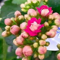 カランコエ,信州大好き⛰️,カランコエ属,ピンクの花,今日の花の画像