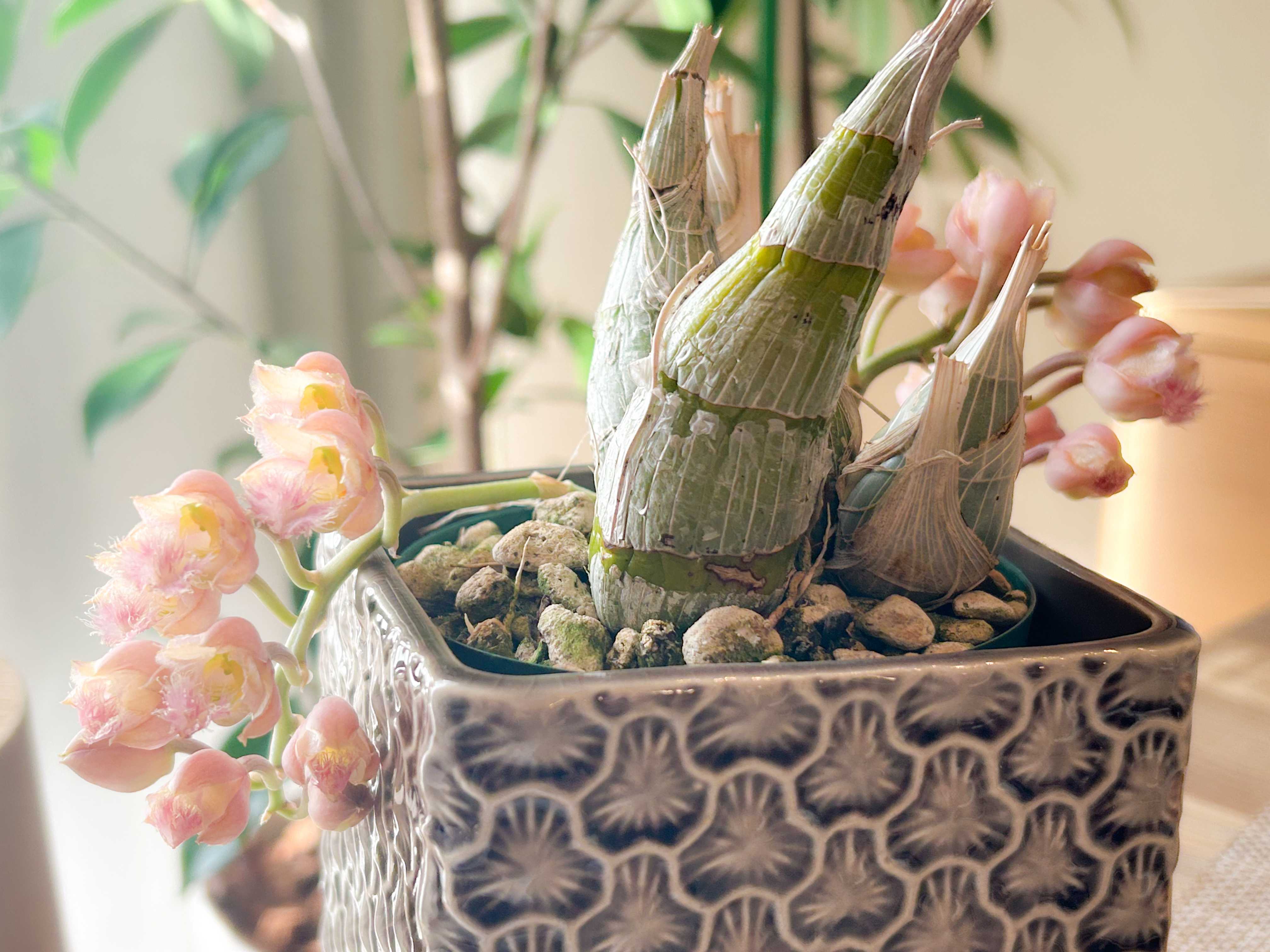 タケノコ蘭の一覧｜🍀GreenSnap（グリーンスナップ）