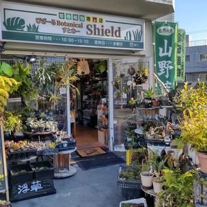 多肉植物,ウラボシ科,ビカクシダ属,食中植物,塊根の画像