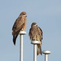 トンビ,トビ,野鳥,岐阜県,多肉男子の画像