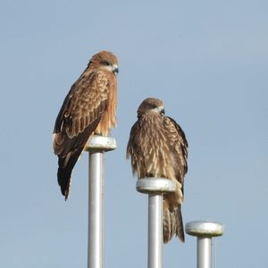 トンビ,トビ,野鳥,岐阜県,多肉男子の画像