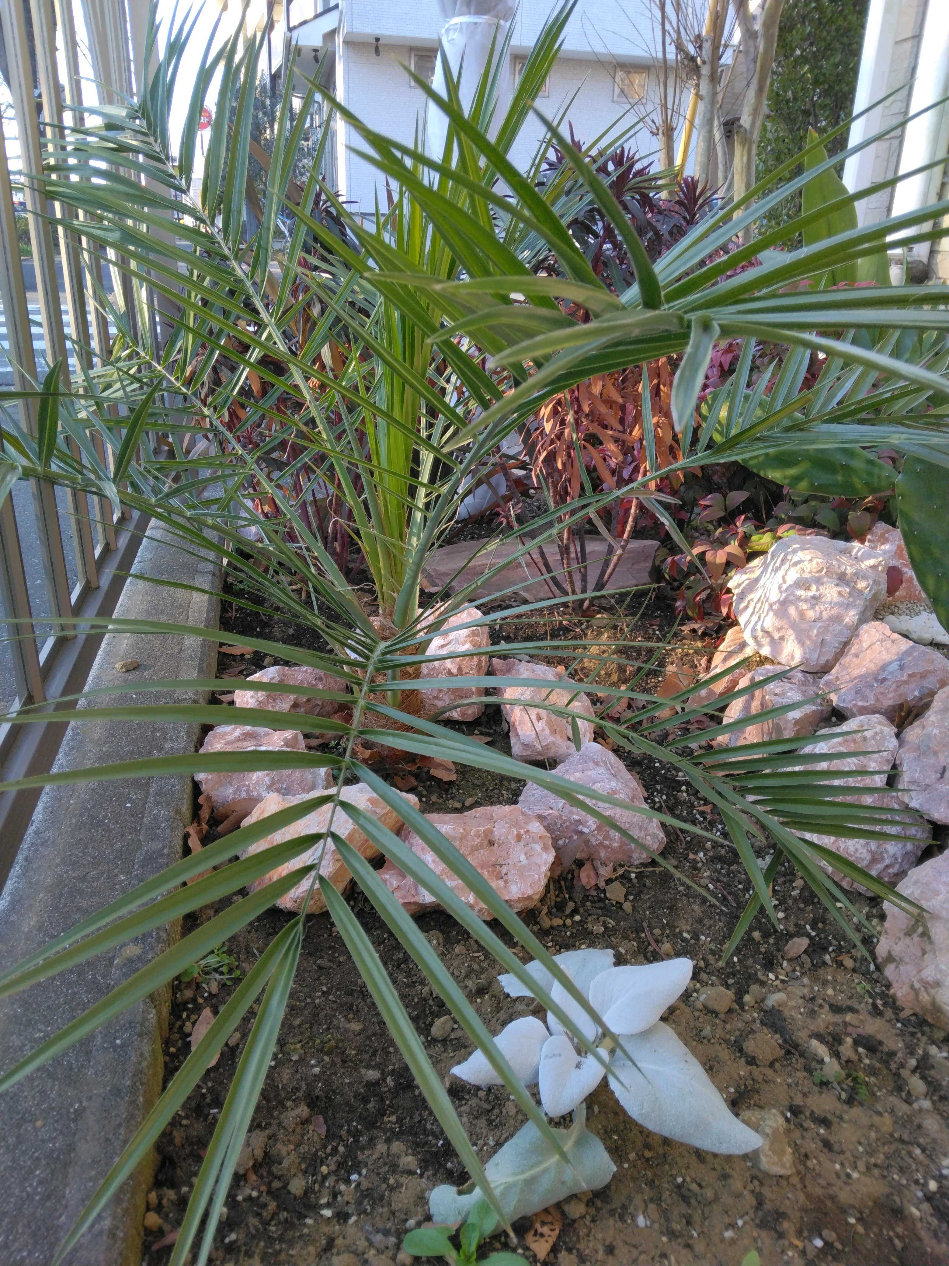 ソテツジュロの一覧｜🍀GreenSnap（グリーンスナップ）