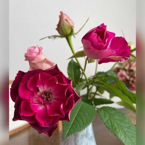 花のある暮らし,癒し♡,ばら バラ 薔薇,おうち園芸の画像