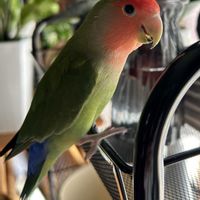 玉翁,アガベ　笹の雪,サンセベリア・ロブスタブルー,ザミオクルカス,コザクラインコ　森の画像