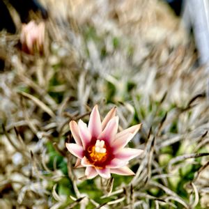 Turbinicarpus schmiedickeanus,昇竜丸群生,カクタス広瀬,かみ山陶器,小さな庭の画像