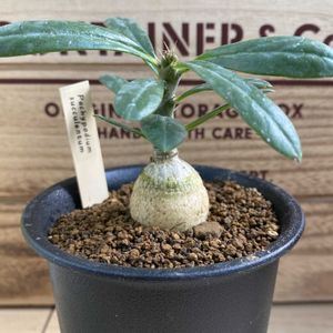 パキポディウム・サキュレンタム,ステファニア　sp. kaweesakii,多肉植物,観葉植物,塊根植物の画像