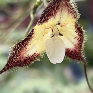 ドラクラ・コルドバエ,ドラクラ・コルドバエ,温室,神代植物公園の画像