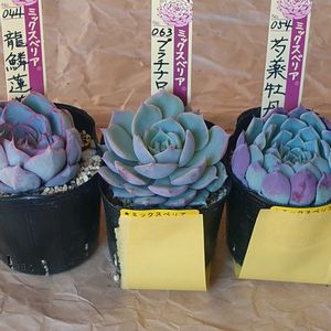 プラチナローズ,芍薬牡丹,龍鱗蓮華,オザキフラワーパーク,バルコニストの画像