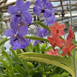 バンダ,バンダ,ラン,温室,神代植物公園の画像