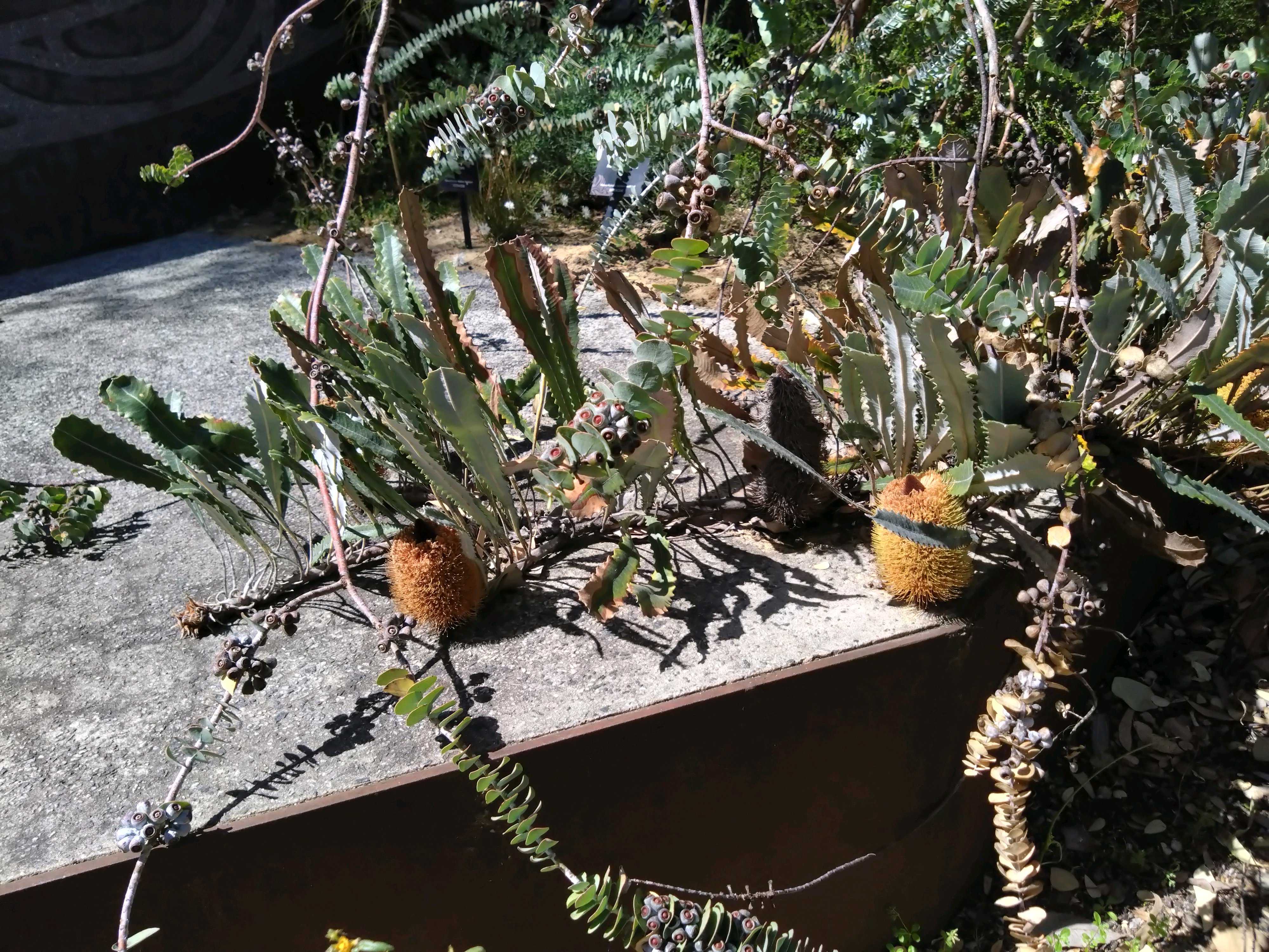 バンクシア アテナータドワーフ 5号（プロテア、グレビレア、リューカ