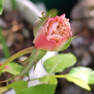 薔薇,鉢植え,花のある暮らし,かわいい花,トゥルー・グレースの画像