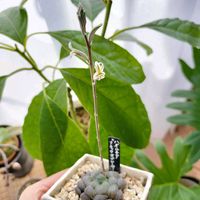 ブラックオブツーサ,多肉植物,ハオルチア属,開花,リビング・ダイニングの画像