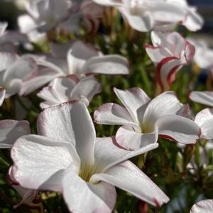 オキザリス・バーシカラー,オキザリス・バーシカラー,鉢植え,おうち園芸の画像