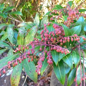 アセビ,馬酔木,アセビの実,花芽,山野草の画像