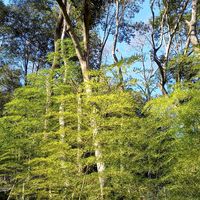 サザンカ,ススキ,蝋梅,竹,土曜はお空の発表会の画像