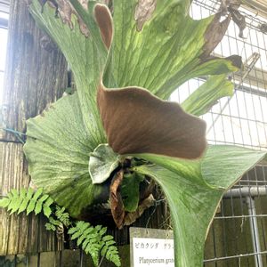 ハエトリスミレ,熊本市動植物園, ビカクシダの画像