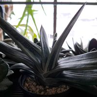 Gasteria,ガステリア 属,多肉植物,ガステリア,冬越しの画像