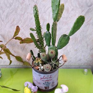 サボテンの寄せ植え,たにおたくらぶ,バラと夢CLUB,GSアダルトチーム,18日はI love はちゅの日の画像