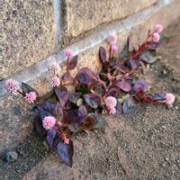 地植え,かわいいな♡,成長が楽しみ,お花好き,すてき…♡の画像