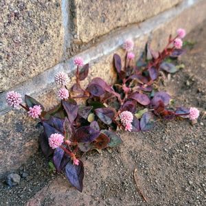 地植え,かわいいな♡,成長が楽しみ,お花好き,すてき…♡の画像