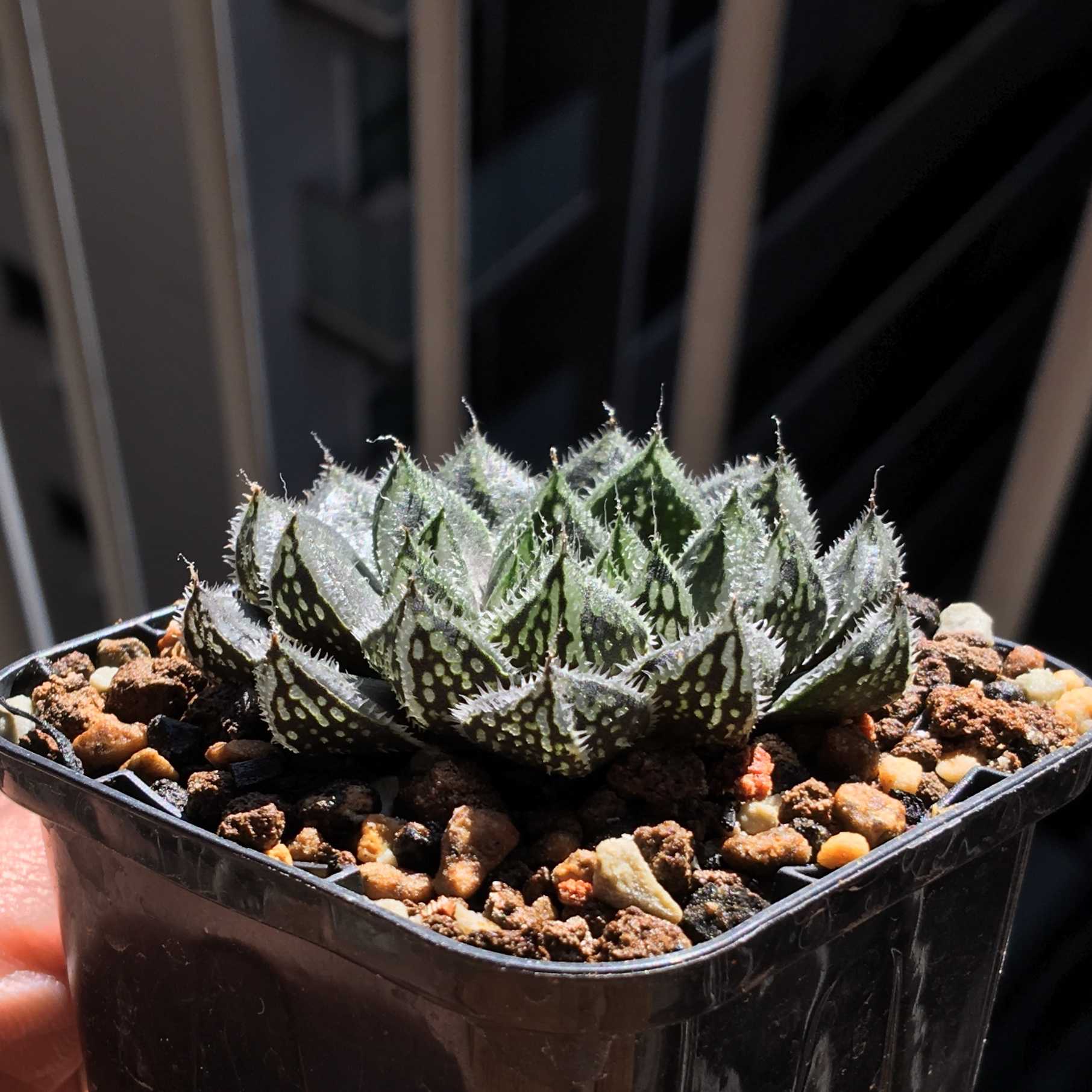 ハオルチア グロボシフローラの一覧｜🍀GreenSnap（グリーンスナップ）