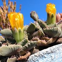 フォーカリア,フォーカリア,フォーカリア,咲いた！,植中毒の画像