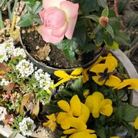 ミニバラ,薔薇,寄せ植え,フクロウの画像