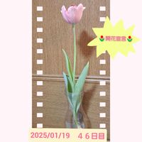 チューリップ,ヒヤシンス,☆yumi☆チューリップ水耕栽培,ステキ☆,ヒヤシンス水耕栽培の画像