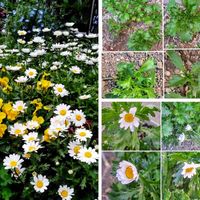 ノースポール,ノースポール,豆苗,水前寺菜,ﾋﾞｵﾗの画像