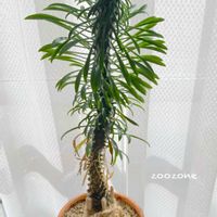 ソテツキリン,植物のある暮らし,植物の生命力の画像