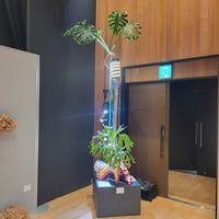 花火,流木,インテリアグリーン,大型観葉植物,流木アレンジの画像