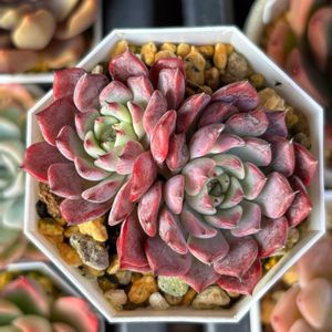 沙羅姫牡丹,多肉植物,Dolce's succulent,その他エクステリアの画像