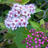 シモツケ の画像