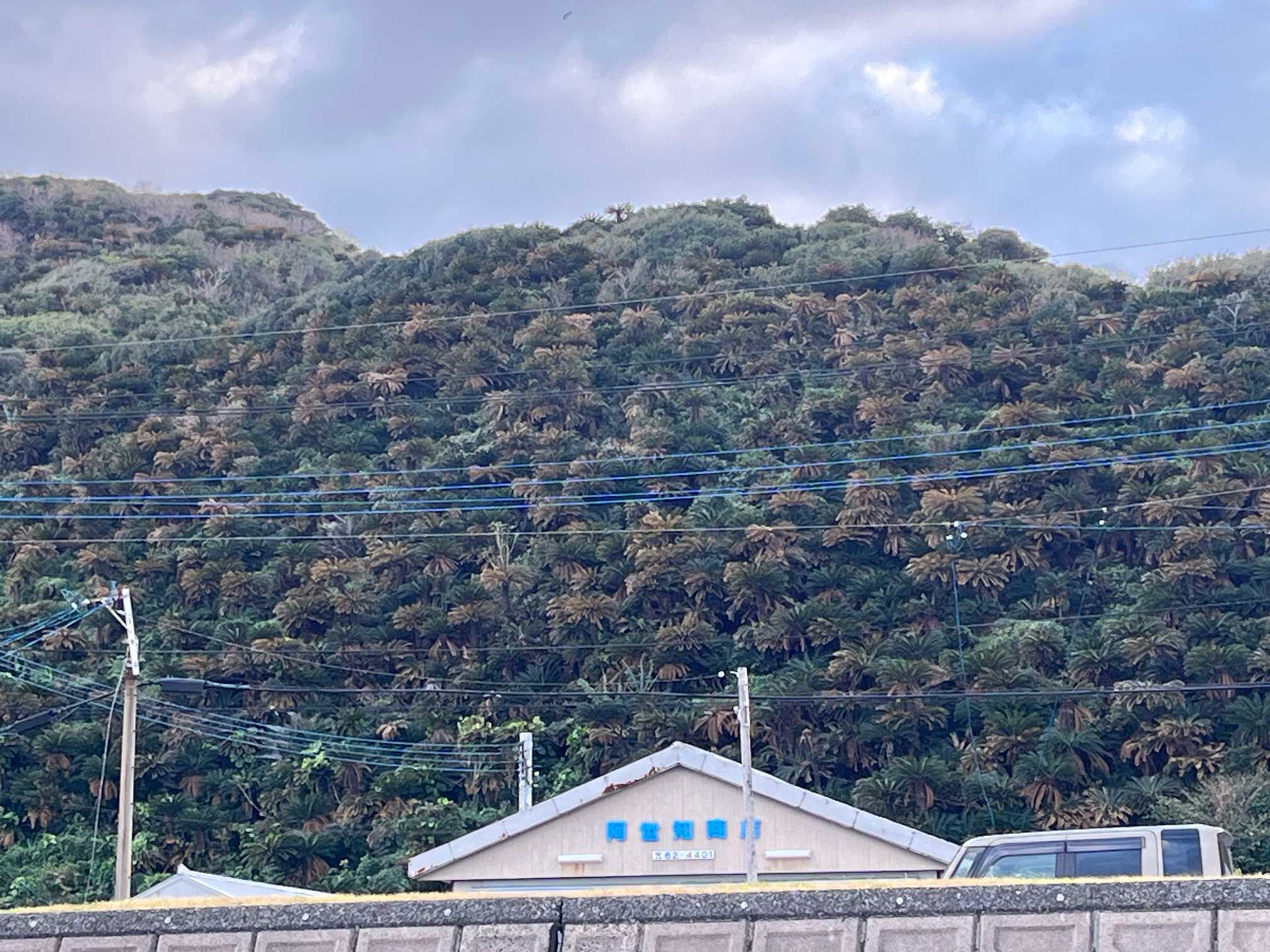 奄美のソテツが泣いている‼️｜🍀GreenSnap（グリーンスナップ）
